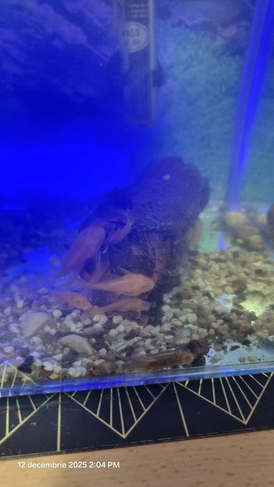 Pesti ancistrus pui