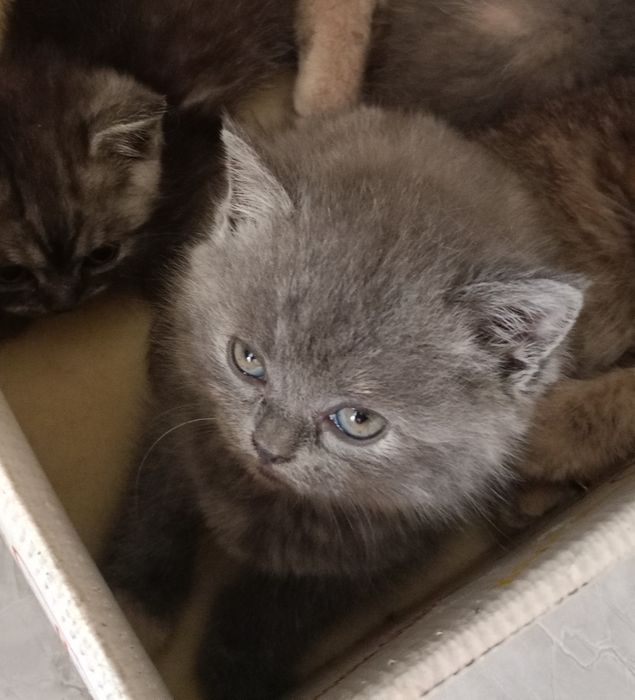 Продается котенок девочка
