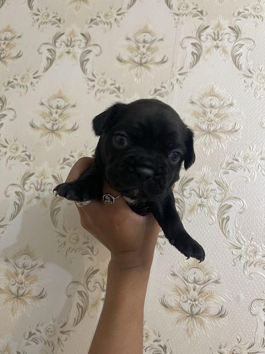 Щенки Фоанцуского бульдога