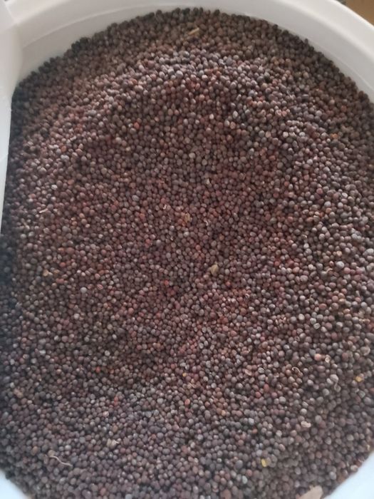 Sămânță de varza Românească de vanzare.