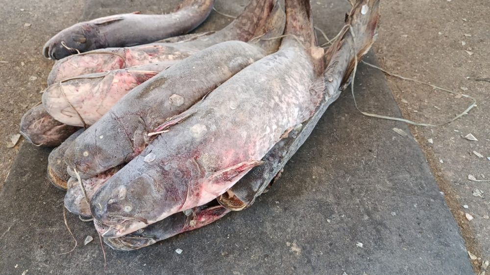 Рыба балык сом мороженый