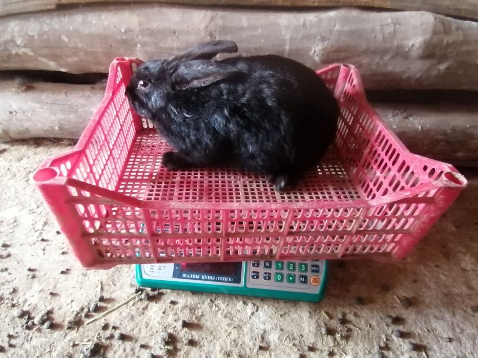 Коян сатылады.   .