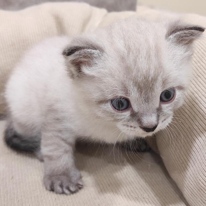 Котенок вислоухий