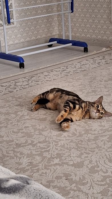 Кошечка - бенгал