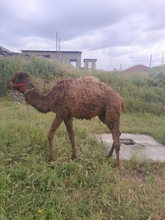 Тез арада Бота сатылады