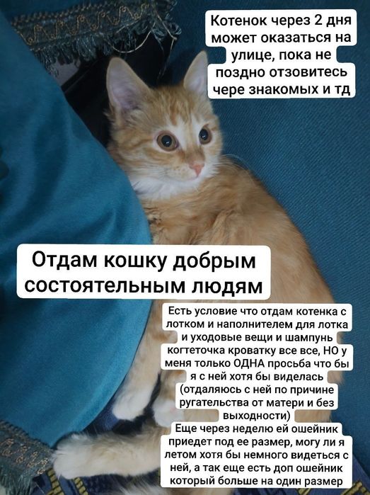 Отдам даром игривую котёнка, читать описание!