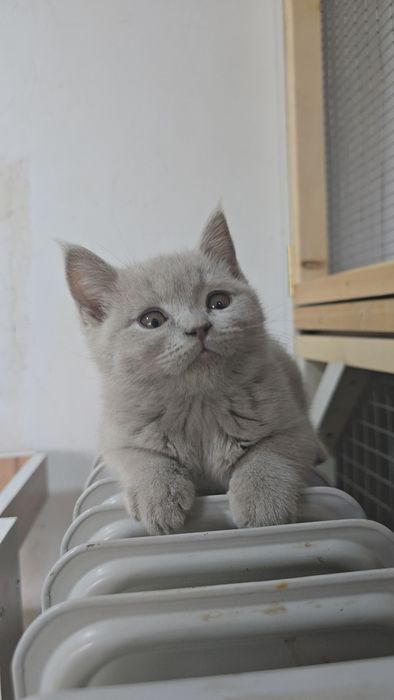 Британские мальчик тоза парода