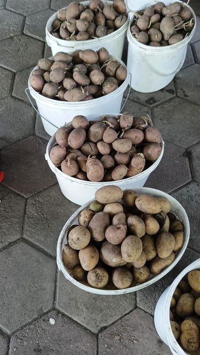 Семенной картофель