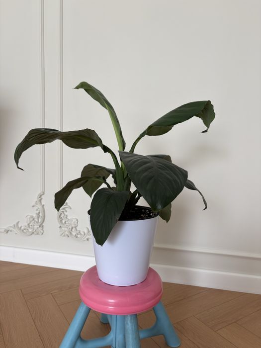 Растение Спатифиллум Сенсация