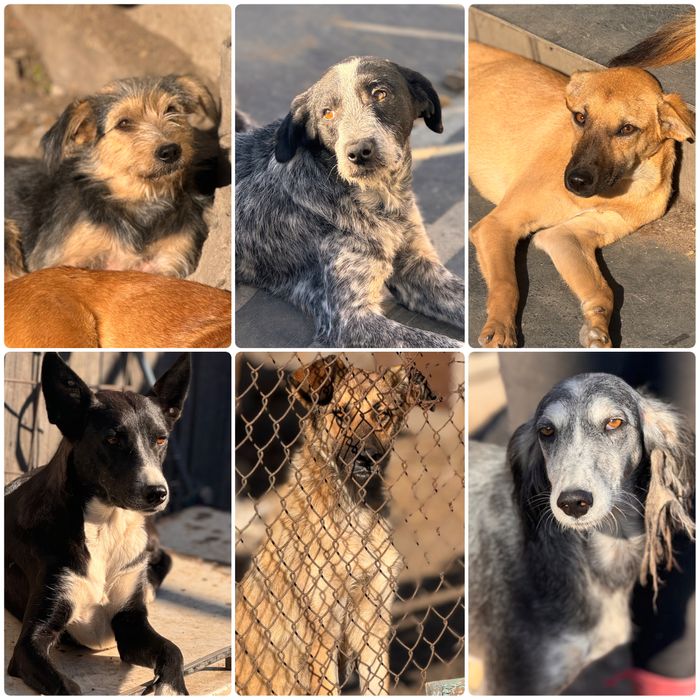 Собаки в хорошие руки