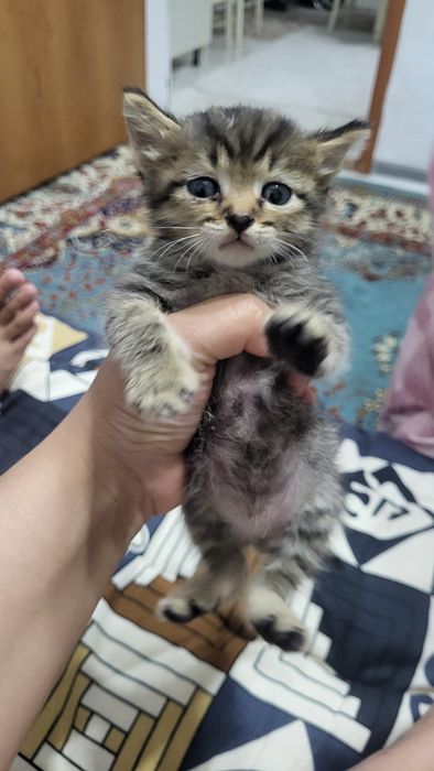 Котята бесплатно