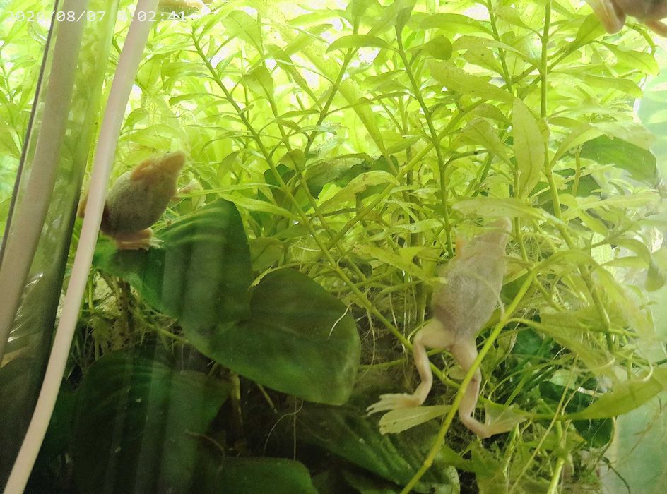 acvarii cu pesti si plante