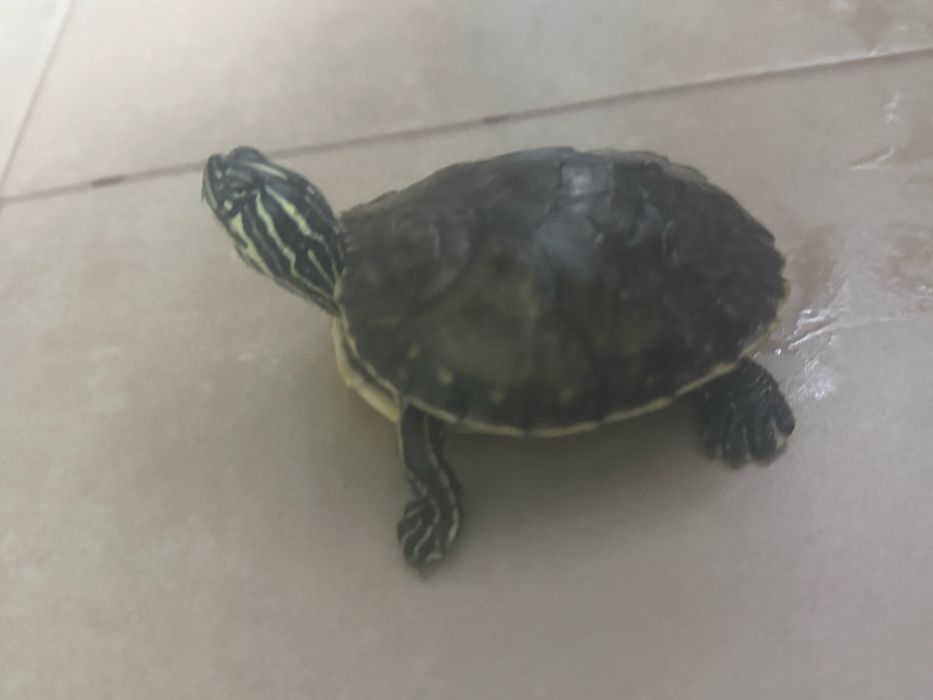 Vand Broască țestoasă  adult ( 3 luni )