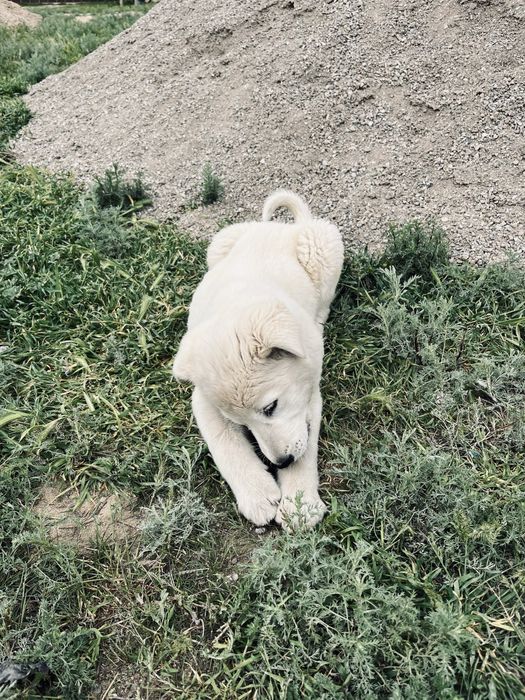 Турецкая собака Акбаш Ұрғашы/Девочка
