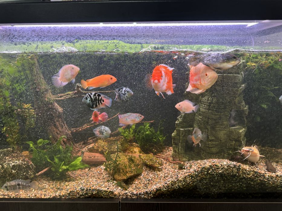 Продам Аквариум 250 цена +торг