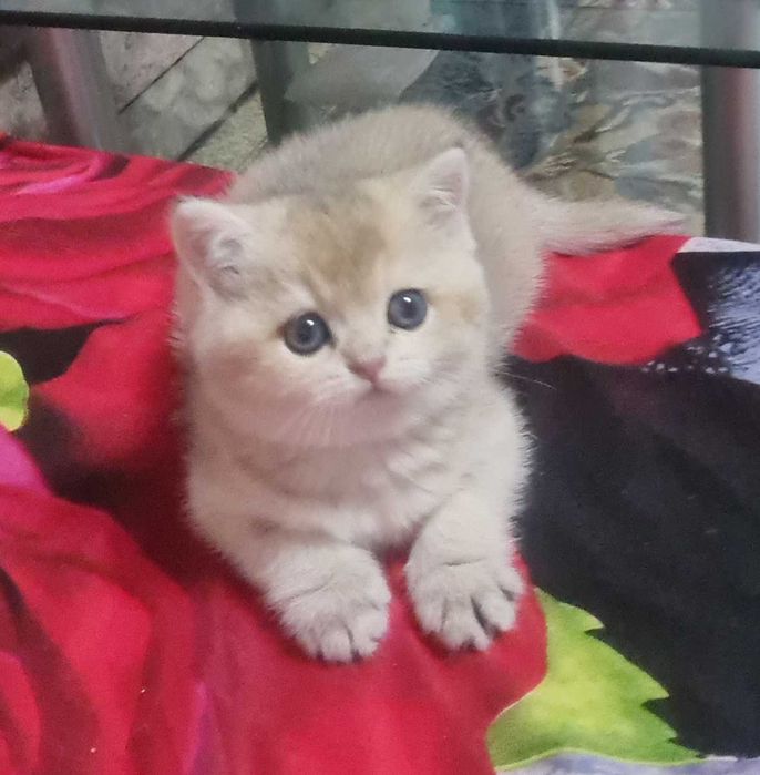 Британская короткошерстная. Котята