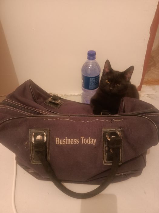 Отдам котенка в добрые руки вместе с кормом