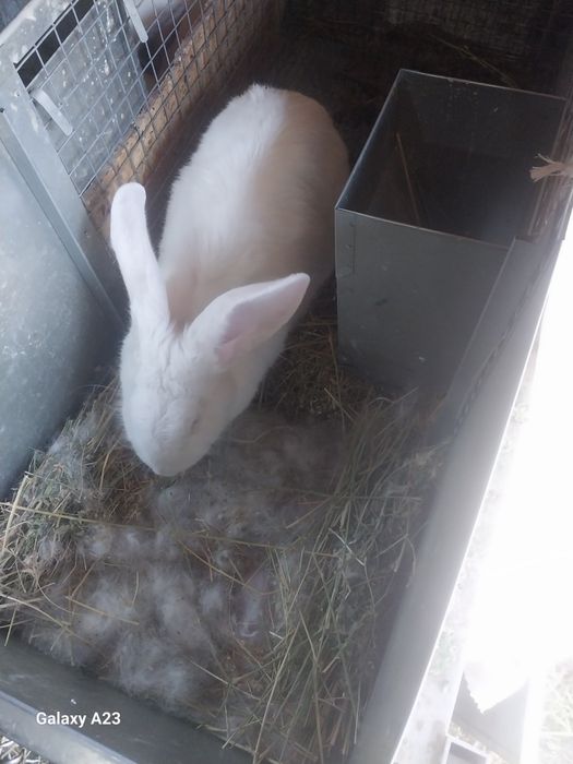 Продам кроликов 3-4мес
