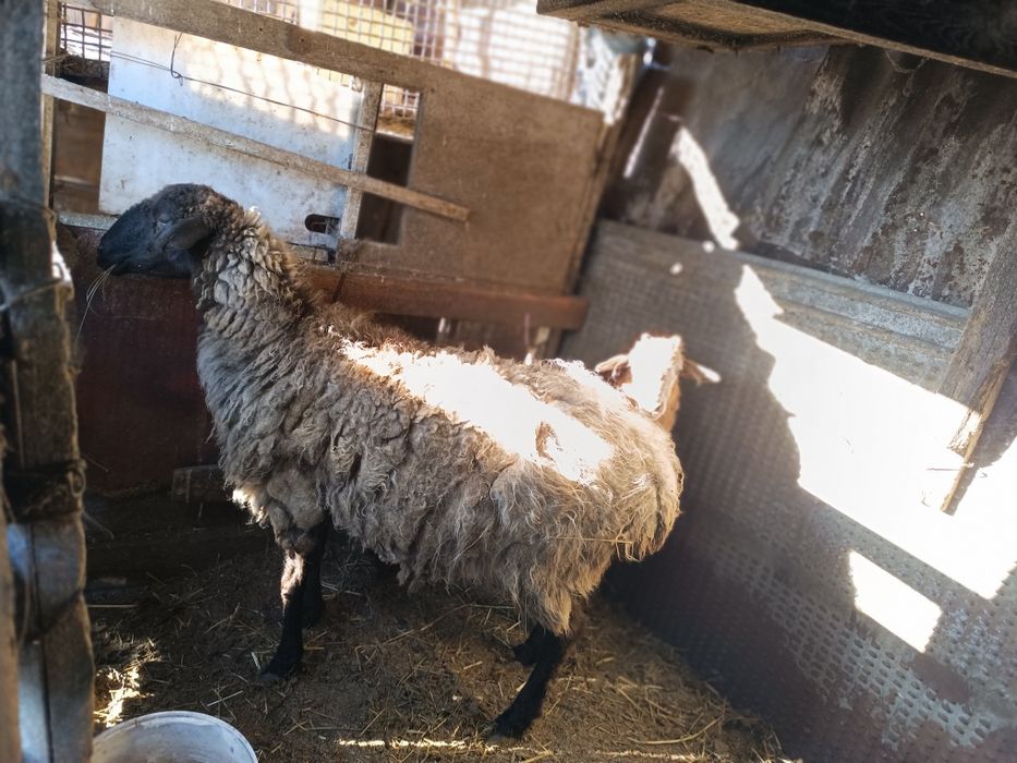 Продам овцу  курдючная на откорме