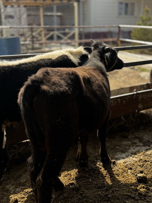 Бычки продаетсяяя