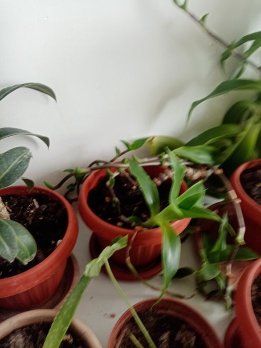 Продам растение Золотой ус