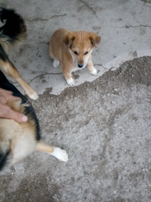 Красотку в добрые руки