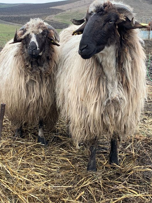 Miori la prima fătare