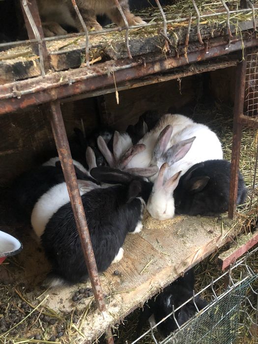 Iepurasi diferite varstre