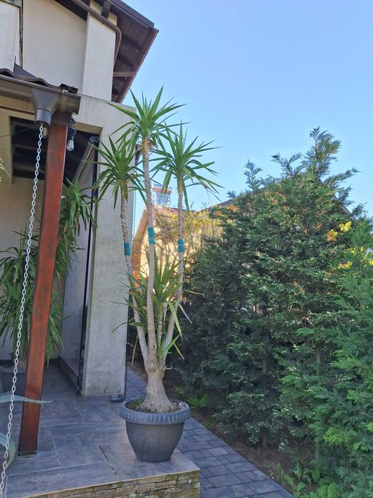 Planta ornamentala Yucca