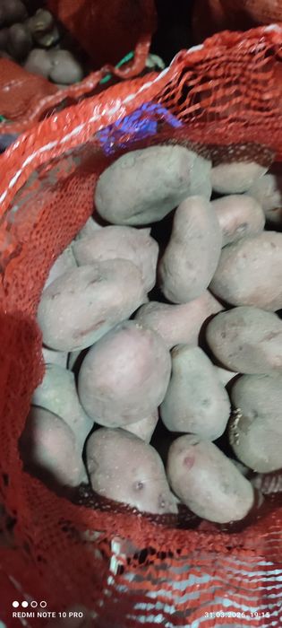 Картофель домашний