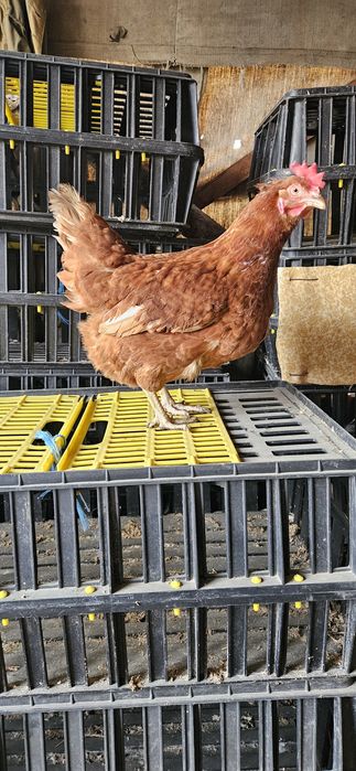 Продавам кокошки носачки ломан Браун за яйца на 1 година