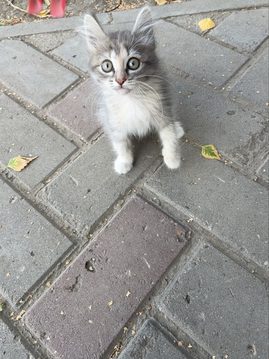 Кошечка 1,5 месяца