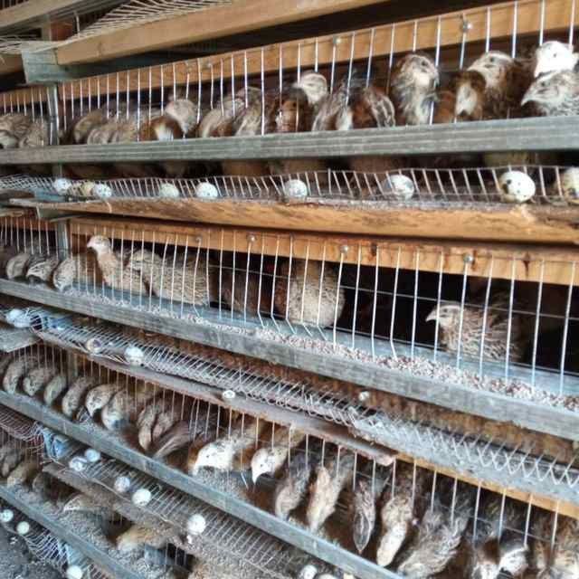 30 кунлик бедана