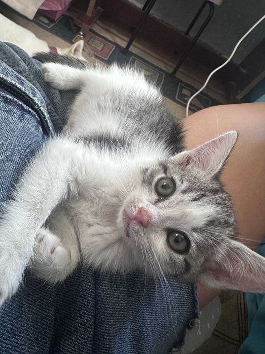 Котик ищет родителей