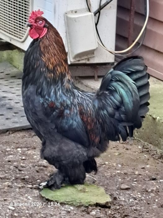 Продам петуха Брама