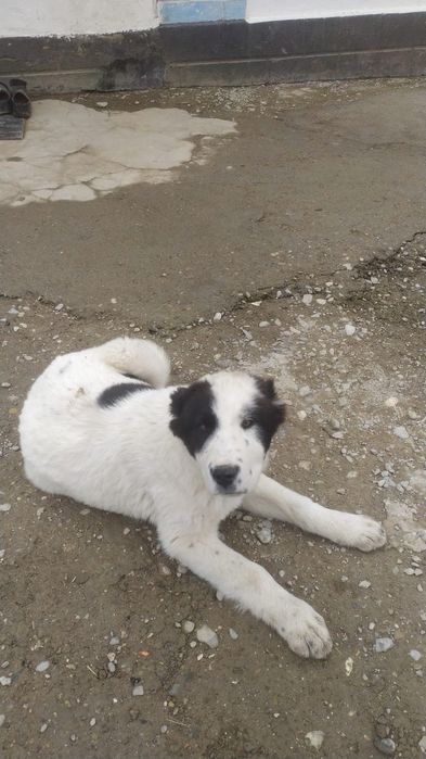 Алабай кушик     .