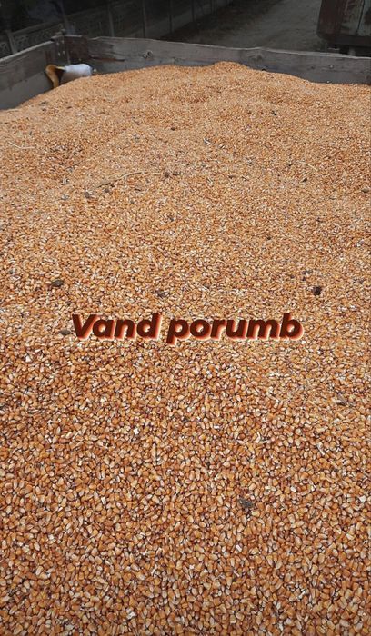 Porumb de vanzare