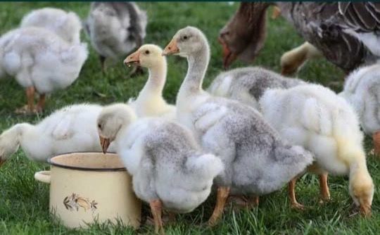 Гусь «Титан» — тяжеловес среди гусей