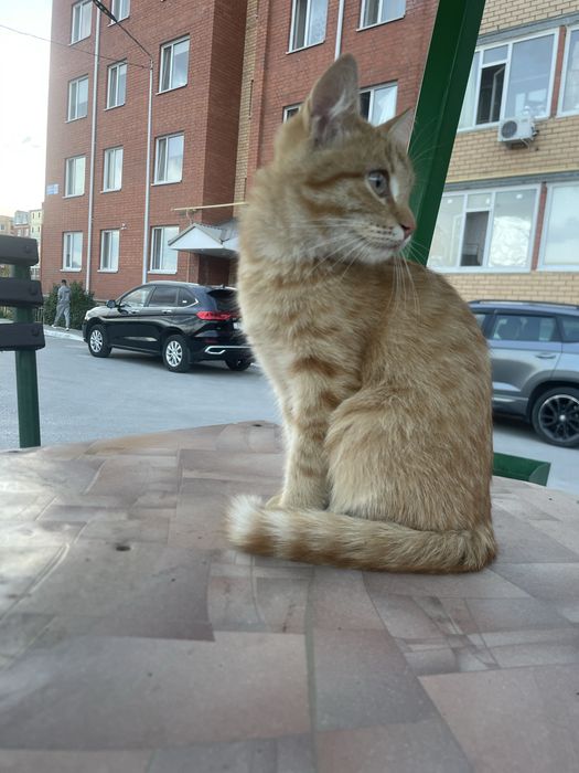 Кошка поимерно 7/6 месяцев