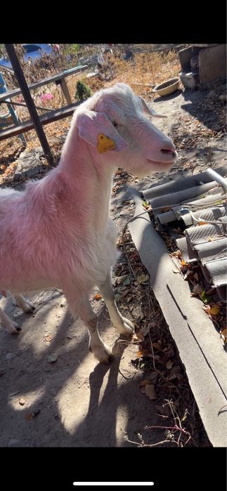 Продам Зааненскую козу