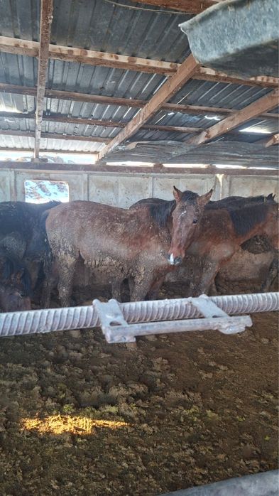 Соғым сатылады Құнан 2 жасар