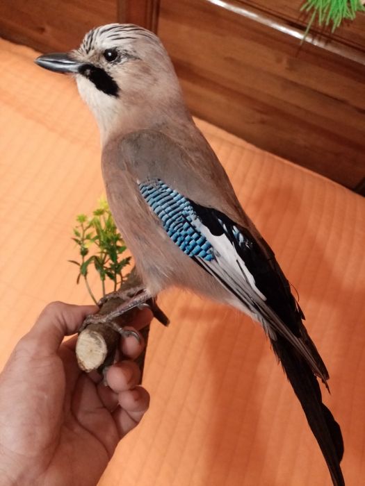 Препариране на птици.