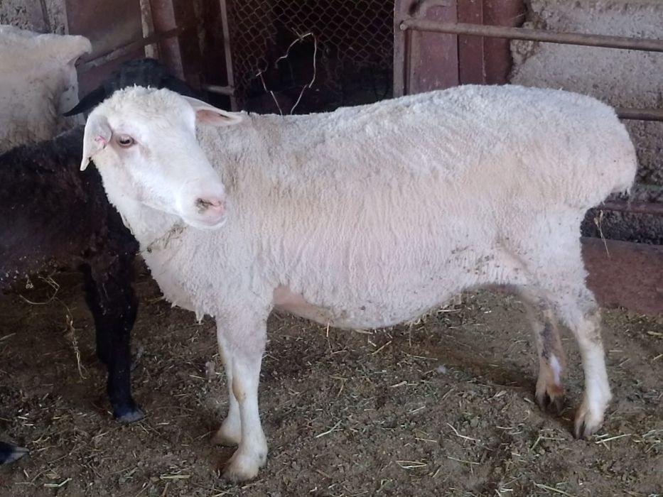 Қой, баран, тоқты, кой