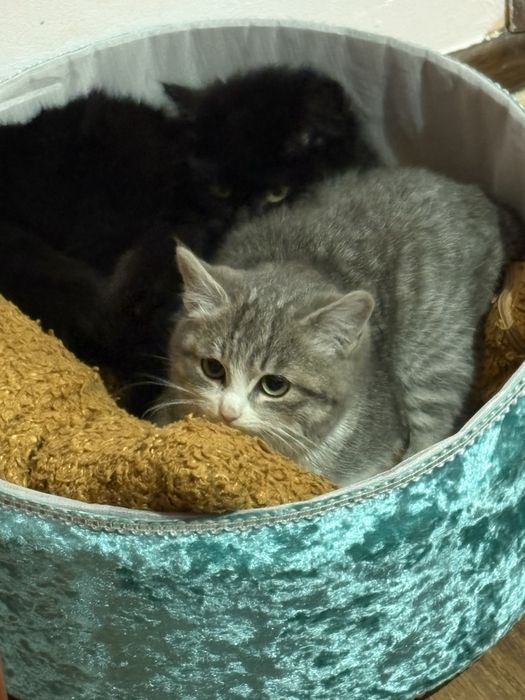 Отдаю котят в добрый руки