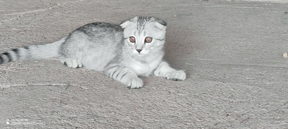 Котенок шотланка