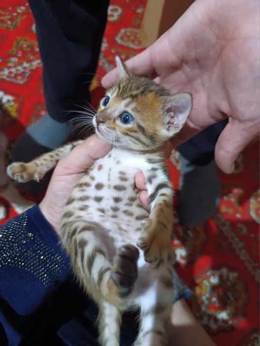 Бенгал кошка Продаю