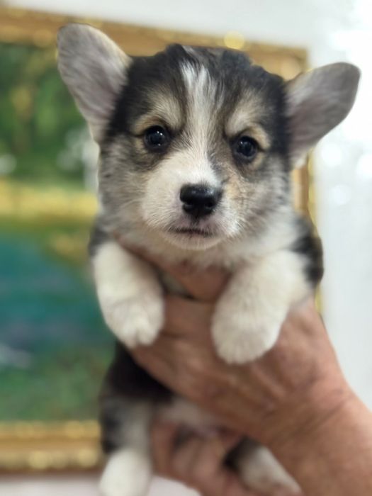 Шикарные малыши вель корги