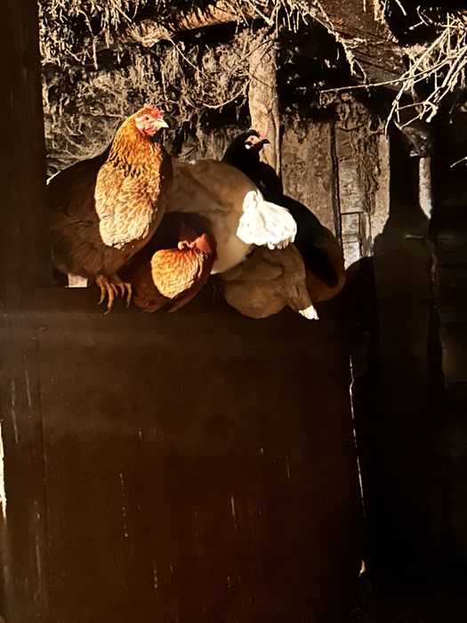 Домашний несушка тауыктары