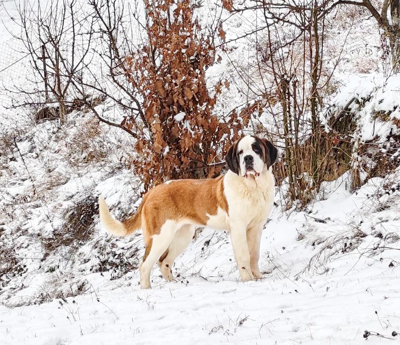 Femela Saint Bernard cu Pedigree