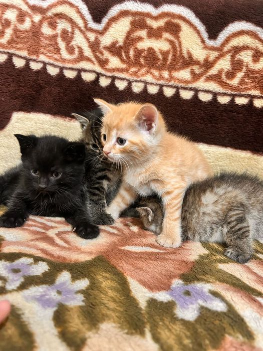 Котята Антидепрессанты)))